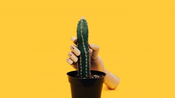 Grubość penisa na przykładzie kaktusa