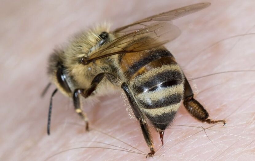 użądlenia pszczół na powiększanie penisa